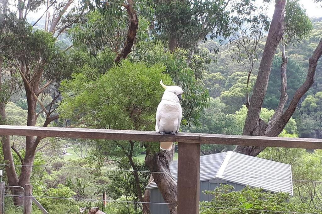 Katoomba Falls Cottage Exterior photo